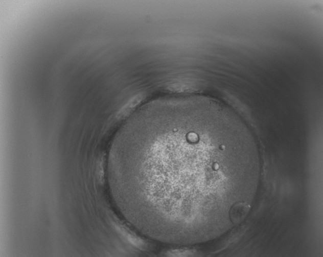 X0000077380065200610271957