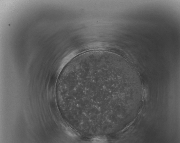 X0000077380099200610271956