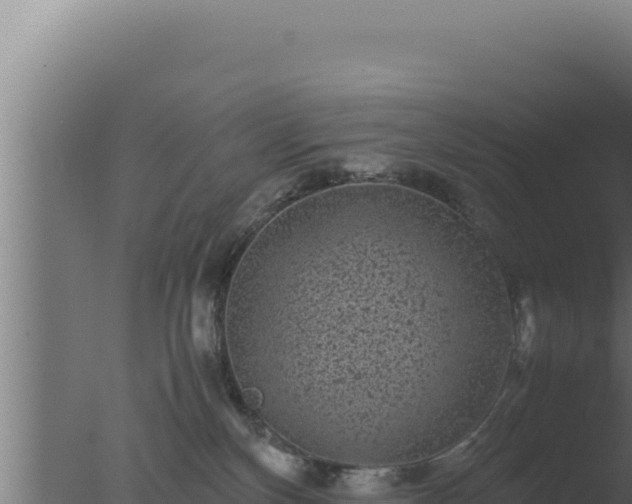 X0000077380136200610271956