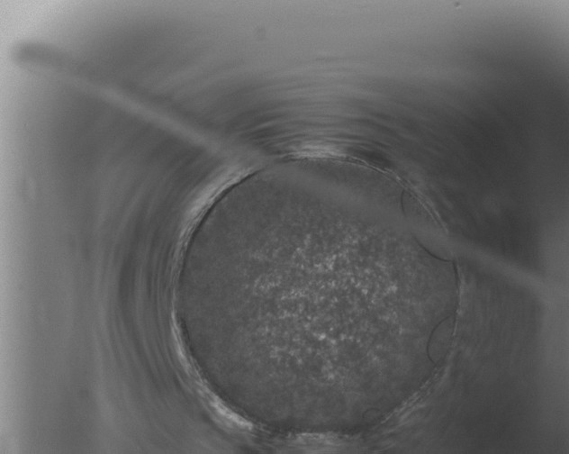 X0000077380145200610271955