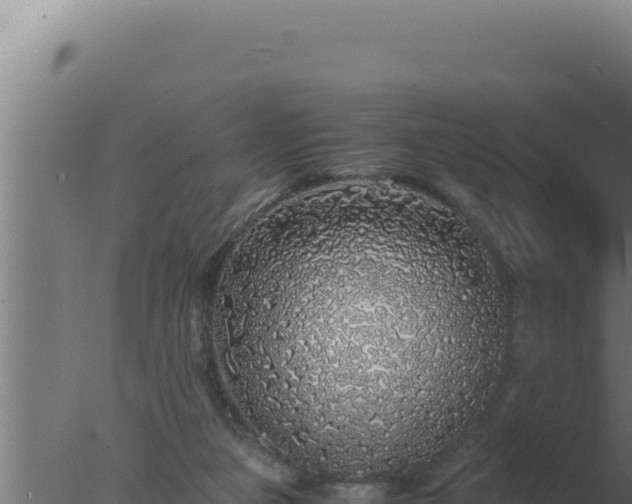 X0000077380161200610271955