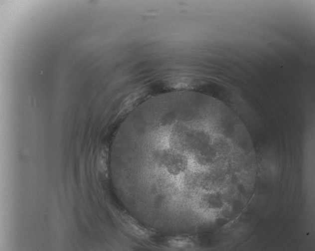 X0000077380175200610271955