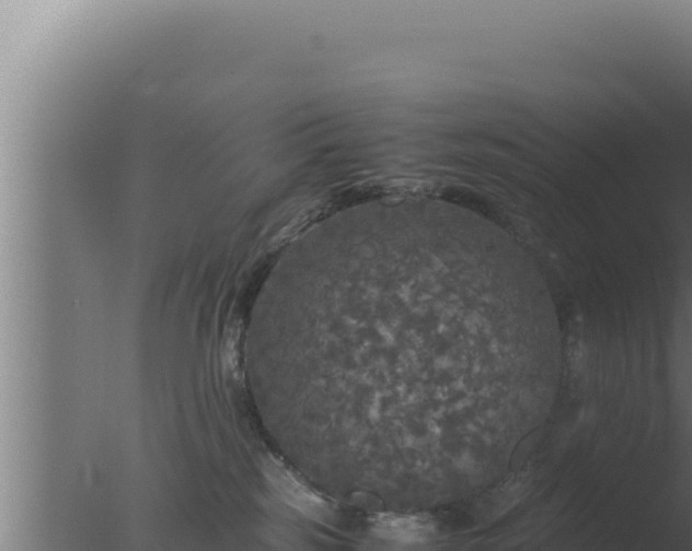 X0000077380185200610271955