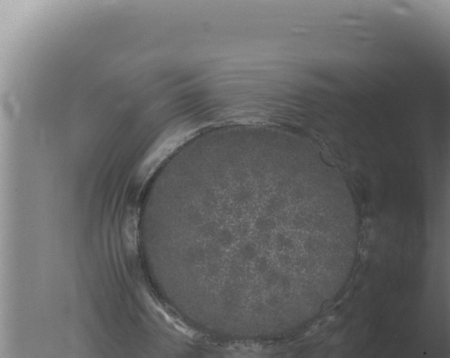 X0000077380194200610271955