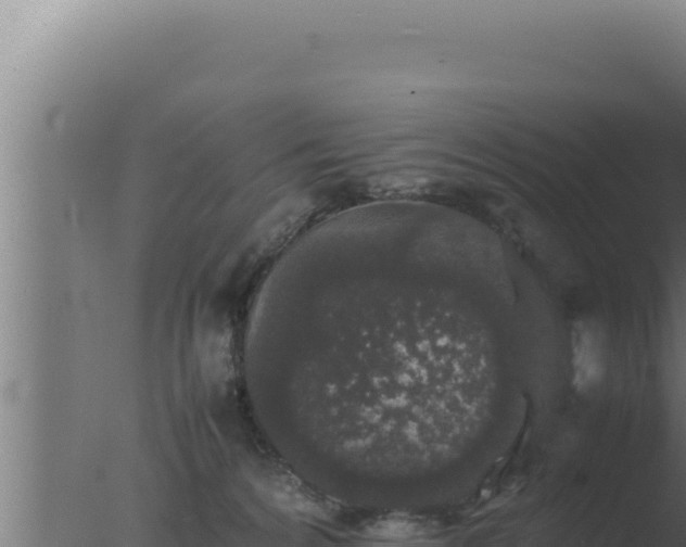 X0000077380224200610271954