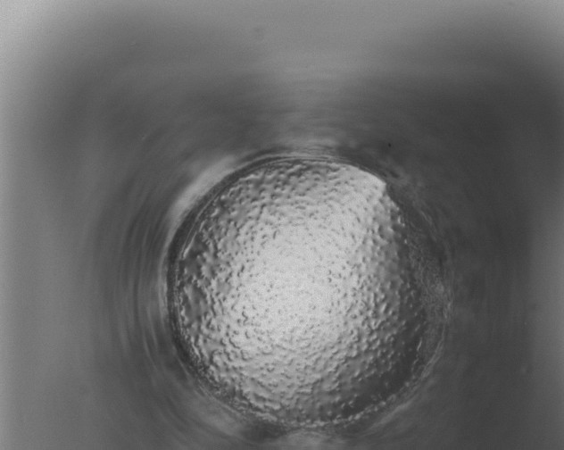 X0000077380294200610271953