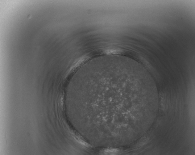 X0000077380357200610271952