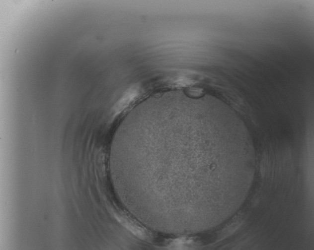 X0000077380366200610271952