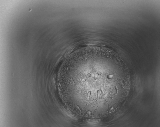 X0000077380373200610271952