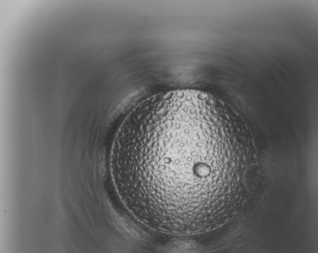 X0000077380642200610271947