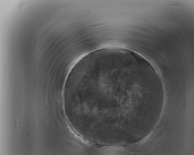 X0000077380864200610271944