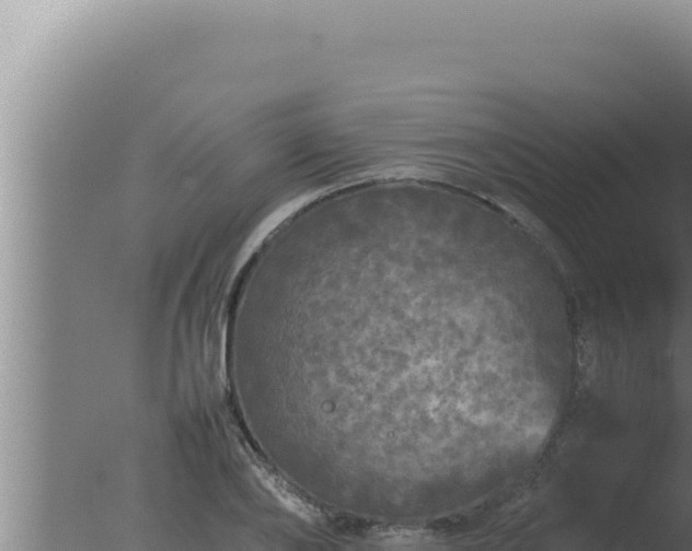 X0000077380886200610271943