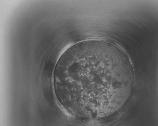 X0000077380907200610271943