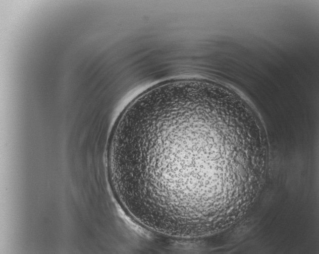 X0000077380951200610271942