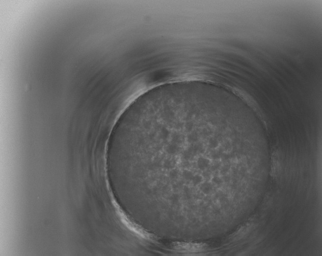 X0000077381039200610271941