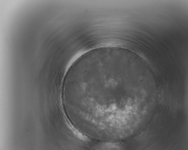 X0000077381086200610271940