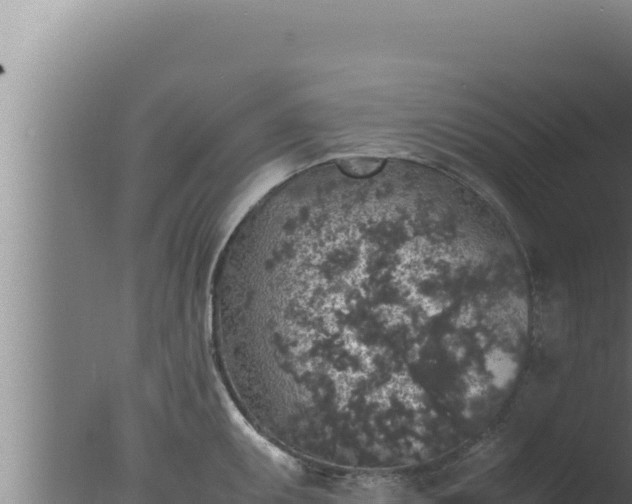 X0000077381095200610271939