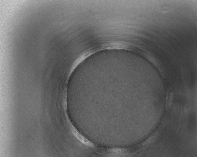 X0000077381130200610271939