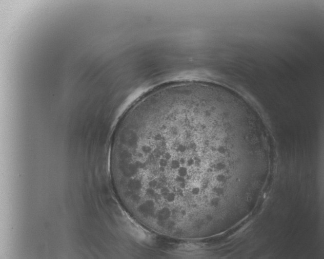 X0000077381224200610271937