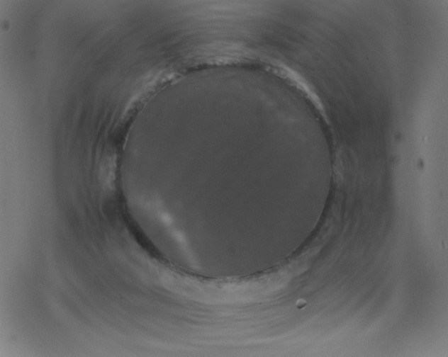 X0000077380018200611031948