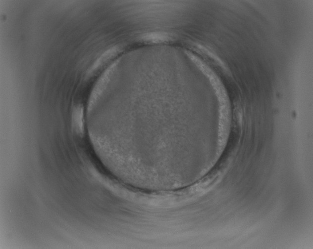 X0000077380024200611031948