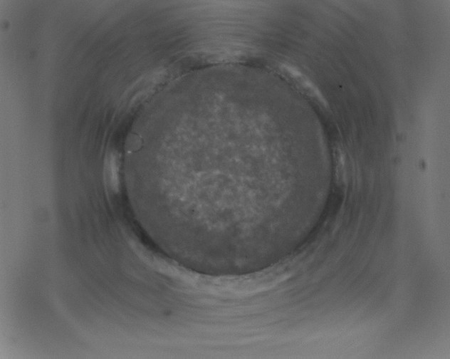 X0000077380026200611031948