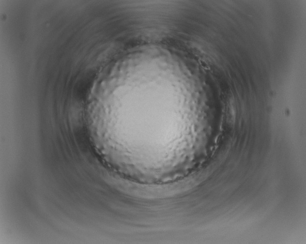 X0000077380034200611031947