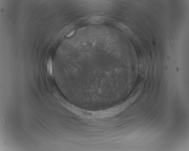 X0000077380046200611031947