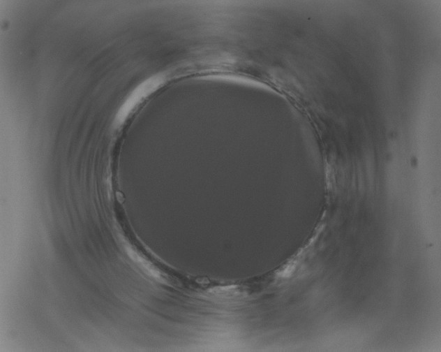 X0000077380054200611031946