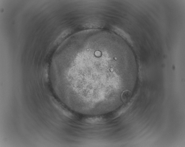 X0000077380065200611031947