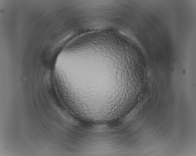 X0000077380066200611031947