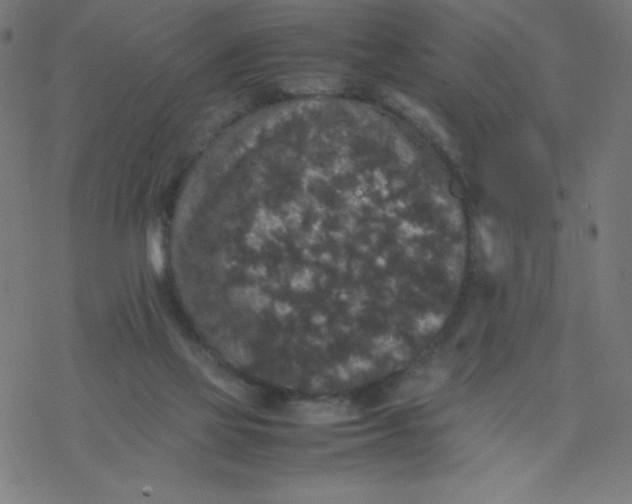 X0000077380069200611031947