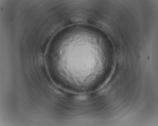 X0000077380085200611031947