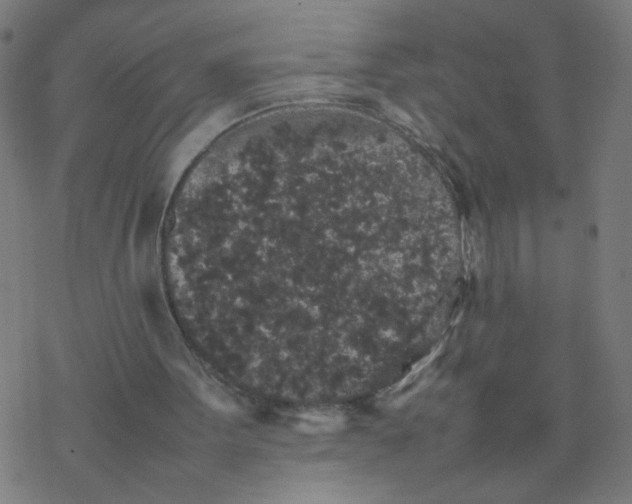 X0000077380099200611031946