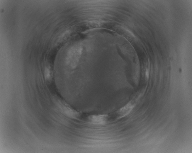 X0000077380134200611031946