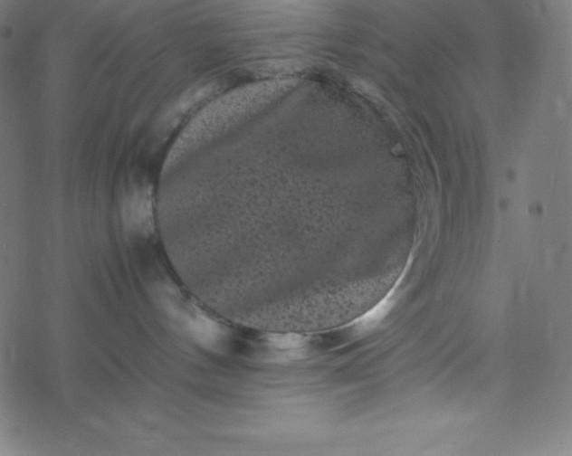 X0000077380144200611031946