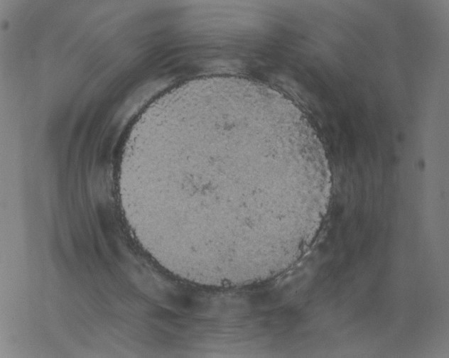 X0000077380146200611031945