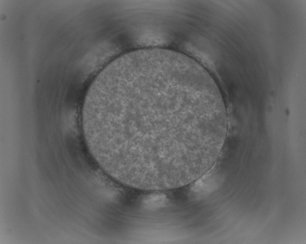 X0000077380162200611031945