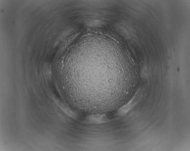 X0000077380179200611031945