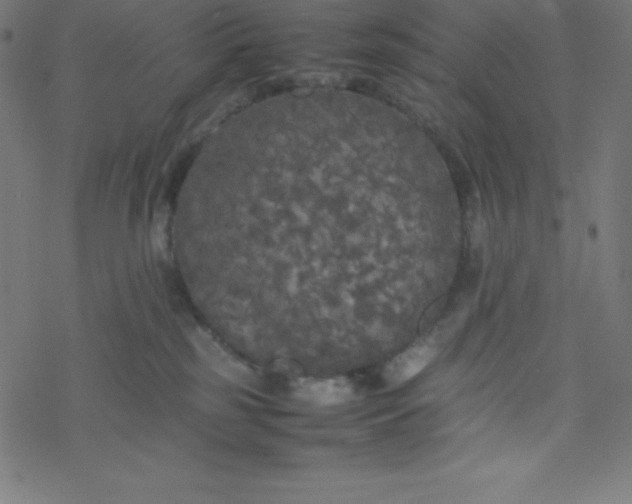 X0000077380185200611031945