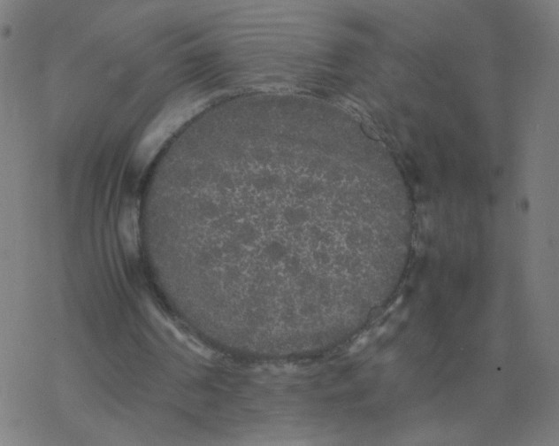 X0000077380194200611031945