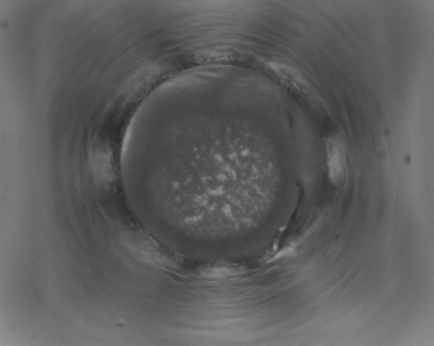 X0000077380224200611031944