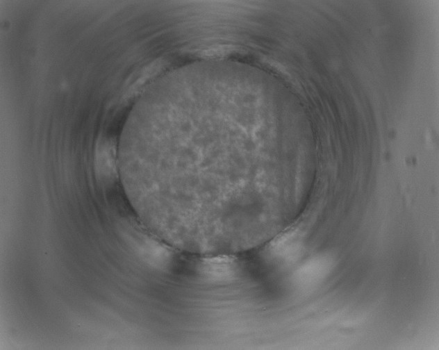 X0000077380240200611031944