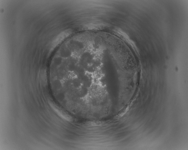 X0000077380250200611031943