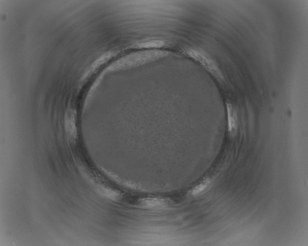 X0000077380300200611031943