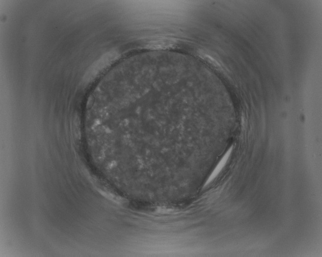 X0000077380303200611031943