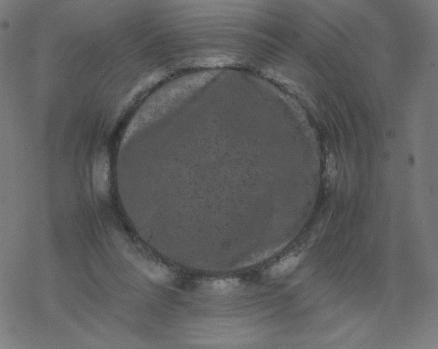 X0000077380304200611031943