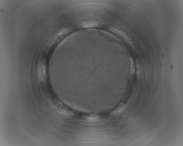 X0000077380308200611031943