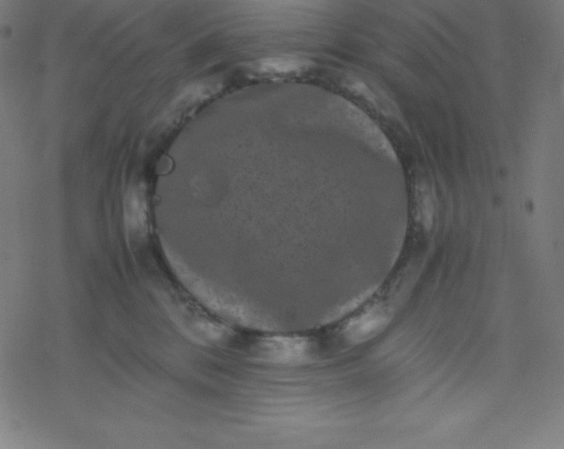 X0000077380328200611031943