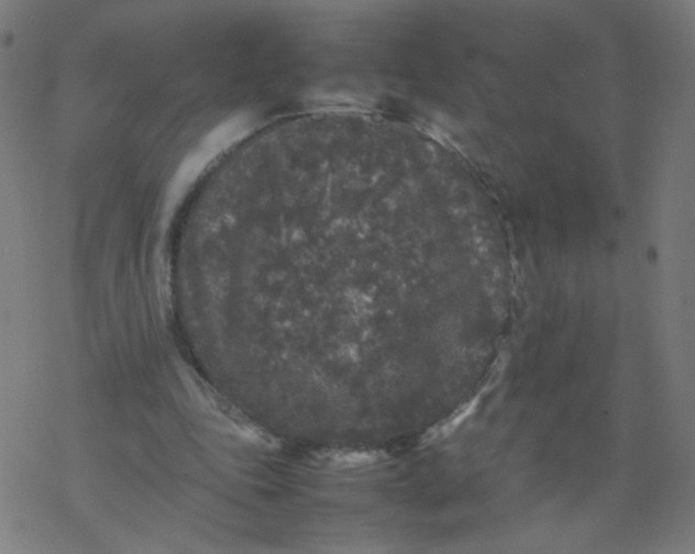 X0000077380343200611031942